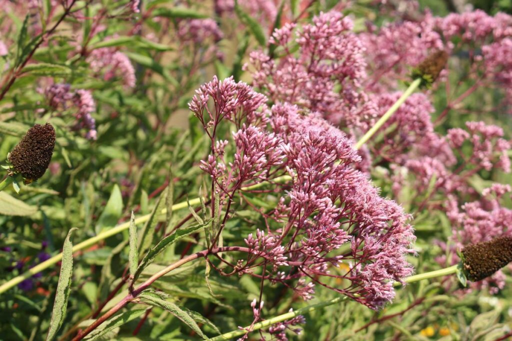 Joe Pye Weed