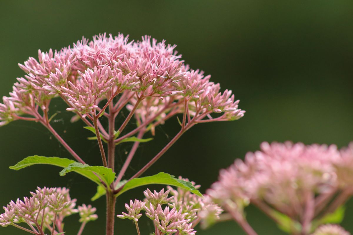 Joe Pye Weed: використання, корисні властивості та побічні ефекти