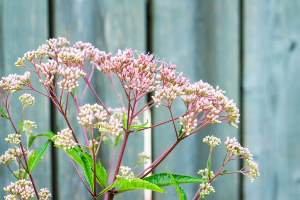 Використання та переваги Purple Boneset Weed