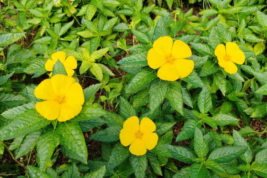 Damiana tea