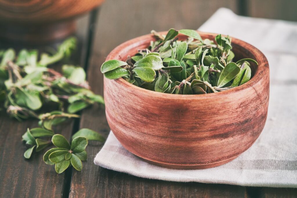 Користь чаю з ведмежої ягоди або Ува Урсі. Які хвороби він лікує?